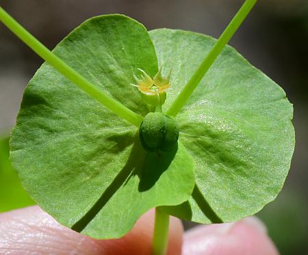 Euphorbia_commutata_bracts1.jpg