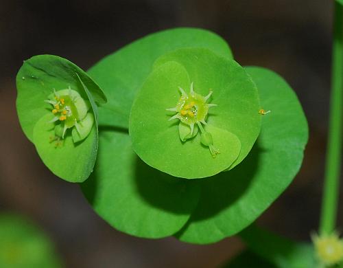 Euphorbia_commutata_cyathia.jpg