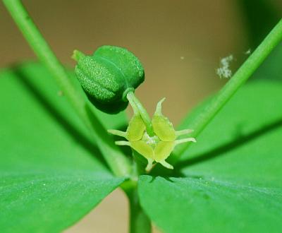 Euphorbia_commutata_fruit.jpg