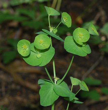 Euphorbia_commutata_inflorescence.jpg