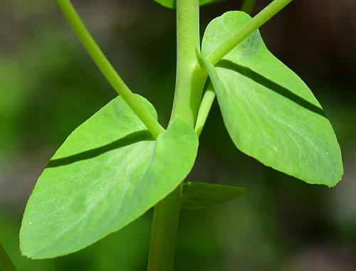 Euphorbia_commutata_leaf1.jpg