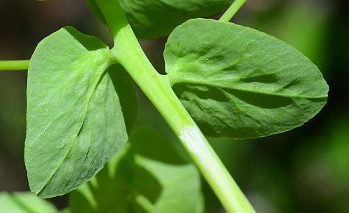 Euphorbia_commutata_leaf2.jpg