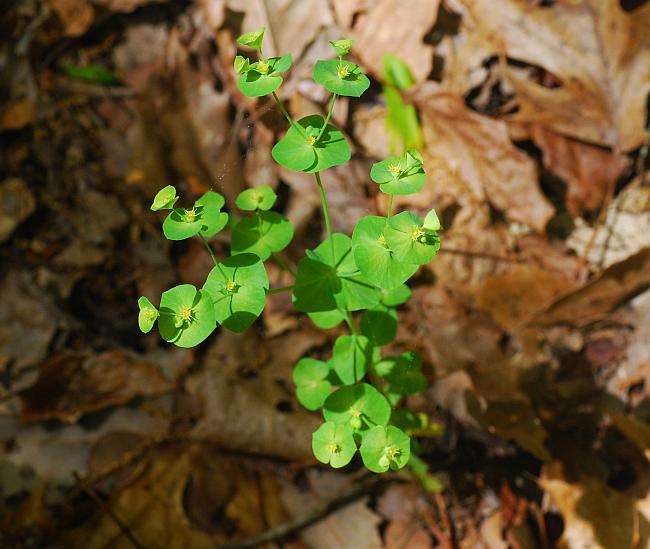 Euphorbia_commutata_plant.jpg