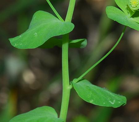 Euphorbia_commutata_stem2.jpg