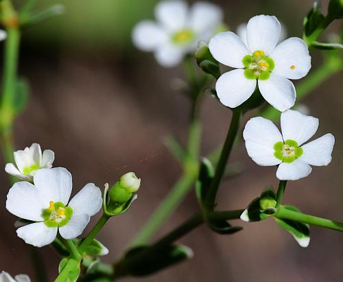 Euphorbia_corollata_flowers.jpg