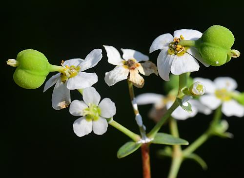 Euphorbia_corollata_fruits.jpg