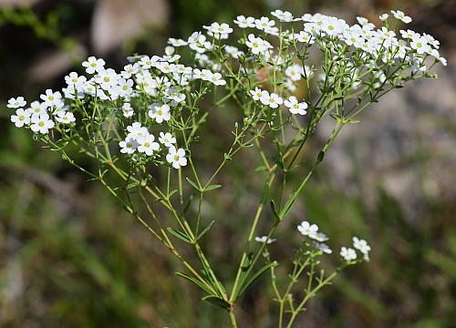 Euphorbia_corollata_inflorescence2.jpg