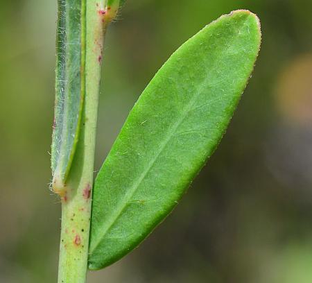 Euphorbia_corollata_leaf1.jpg