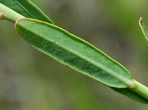 Euphorbia_corollata_leaf2.jpg