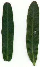 Euphorbia_corollata_leaves.jpg