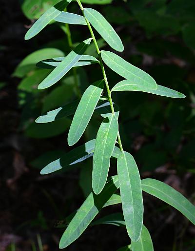 Euphorbia_corollata_leaves1.jpg