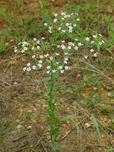 Euphorbia_corollata_plant.jpg