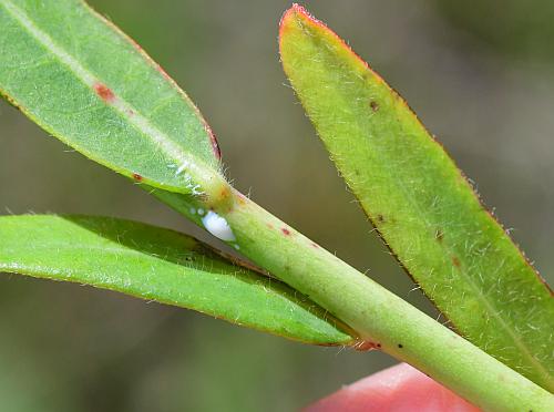 Euphorbia_corollata_stem.jpg