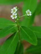 Euphorbia corollata thumbnail