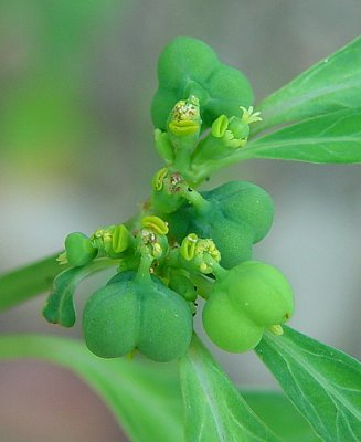 Euphorbia_cyathophora_flowers.jpg