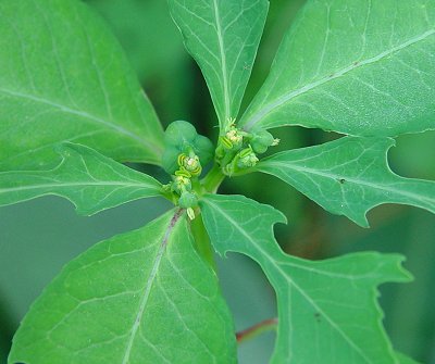 Euphorbia_cyathophora_inflorescence.jpg