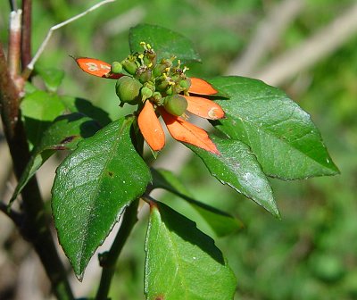 Euphorbia_cyathophora_inflorescence2.jpg