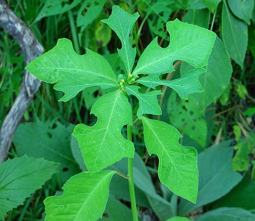 Euphorbia_cyathophora_lobed.jpg