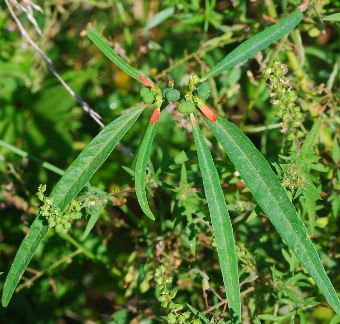 Euphorbia_cyathophora_plant.jpg