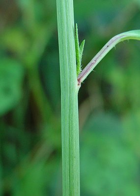 Euphorbia_cyathophora_stem.jpg