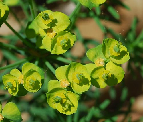 Euphorbia_cyparissias_inflorescence2.jpg