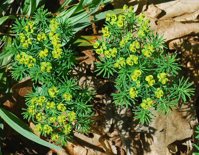 Euphorbia_cyparissias_plant.jpg