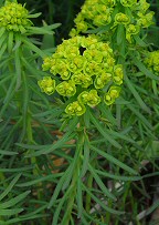 Euphorbia cyparissias thumbnail