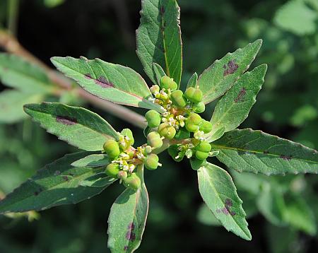 Euphorbia_davidii_inflorescence1.jpg