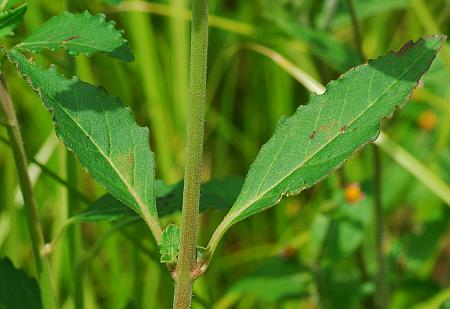 Euphorbia_davidii_leaves1.jpg