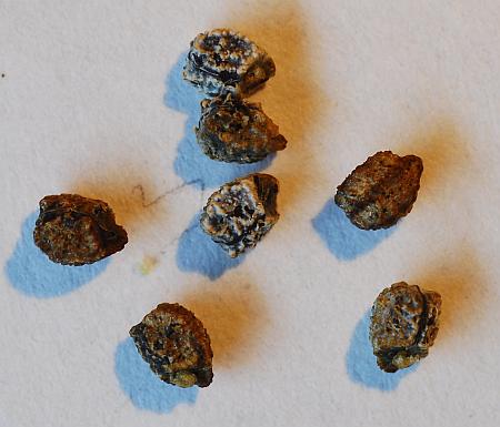 Euphorbia_davidii_seeds.jpg