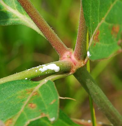 Euphorbia_davidii_stem.jpg