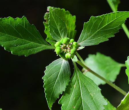 Euphorbia_dentata_inflorescence.jpg