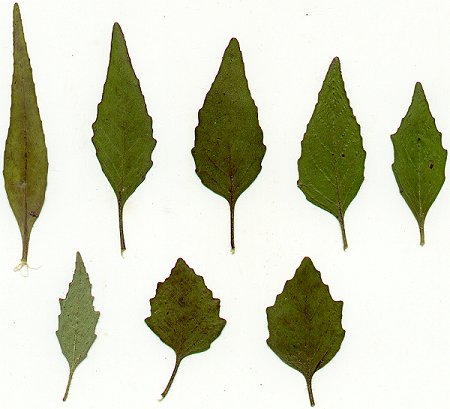 Euphorbia_dentata_pressed_leaves.jpg