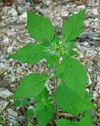 Euphorbia dentata thumbnail