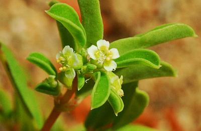Euphorbia_geyeri_flower.jpg