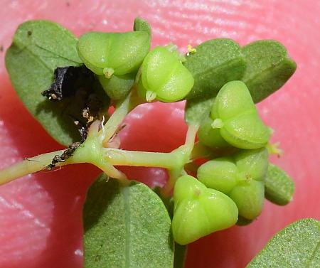 Euphorbia_geyeri_fruits.jpg