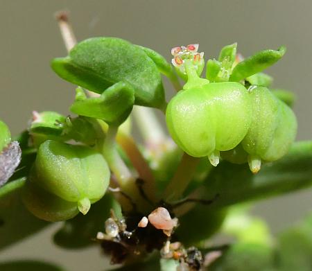 Euphorbia_geyeri_fruits2.jpg