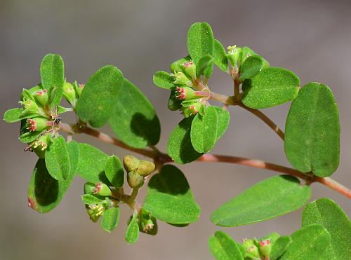 Euphorbia_geyeri_inflorescence.jpg