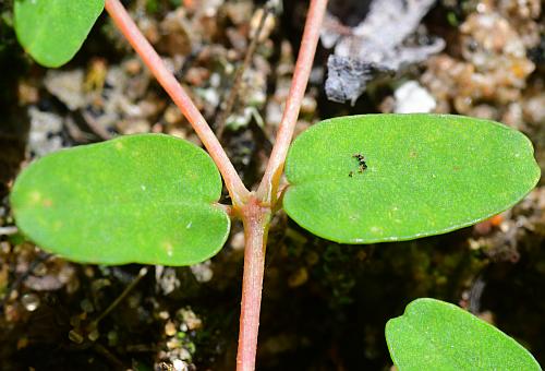 Euphorbia_geyeri_leaf1.jpg