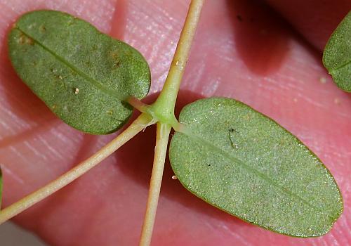 Euphorbia_geyeri_leaf2.jpg