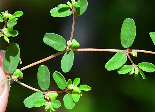 Euphorbia_geyeri_leaves.jpg