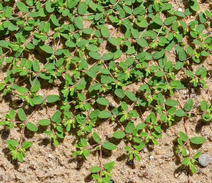 Euphorbia_geyeri_plant.jpg