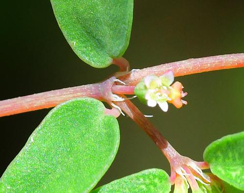 Euphorbia_geyeri_stipules.jpg