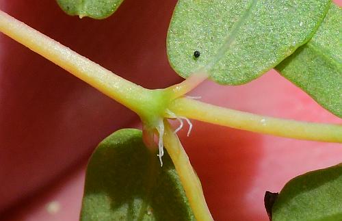 Euphorbia_geyeri_stipules2.jpg