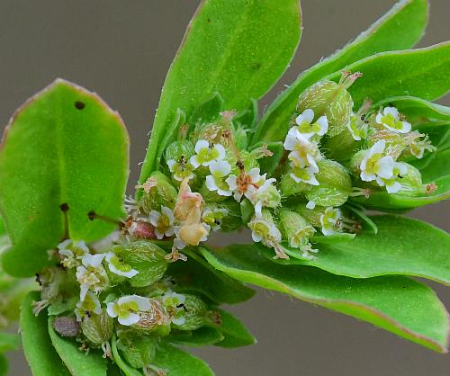 Euphorbia_humistrata_cyathia.jpg