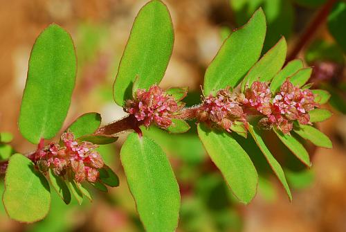 Euphorbia_humistrata_inflorescence.jpg