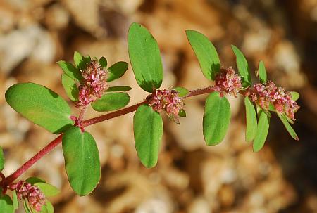 Euphorbia_humistrata_leaves.jpg