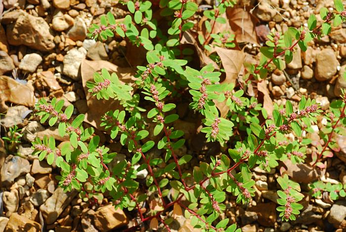 Euphorbia_humistrata_plant.jpg