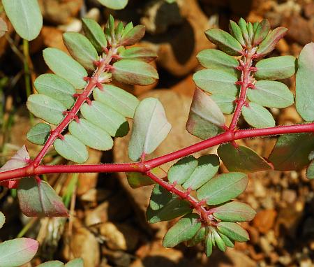 Euphorbia_humistrata_stem2.jpg