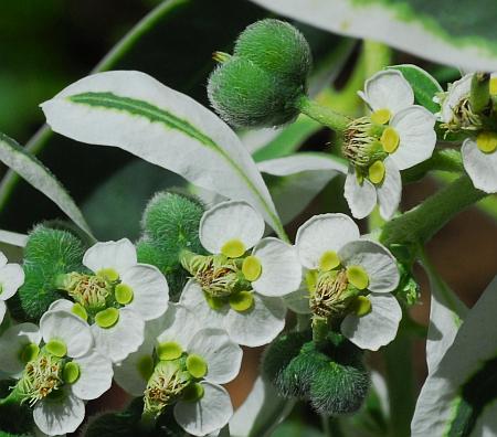 Euphorbia_marginata_fruits.jpg